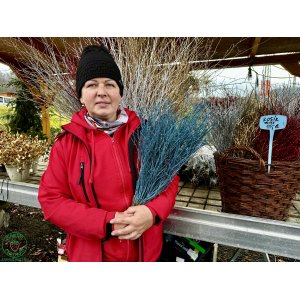 Vianočné čučoriedkové kytičky (Vaccinium corymbosum) - výška 50-70 cm - TMAVOMODRÁ
